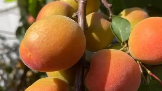 Abricotier Bergeron sur l'arbre