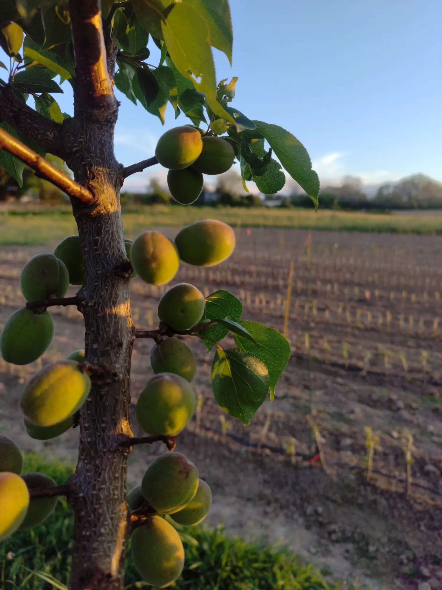 Abricotier Commun de Clairac sur l'arbre