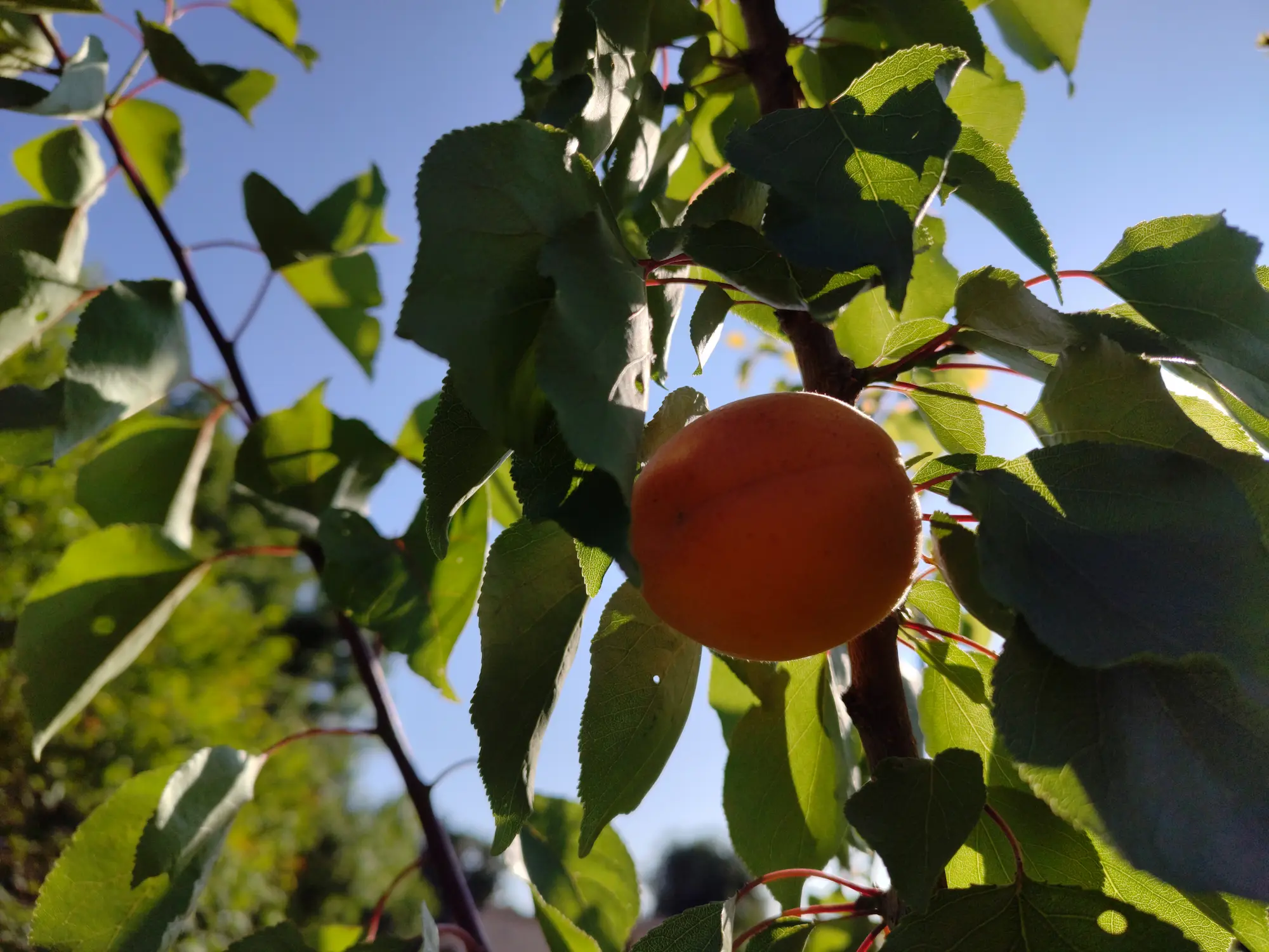 Abricots pour confiture