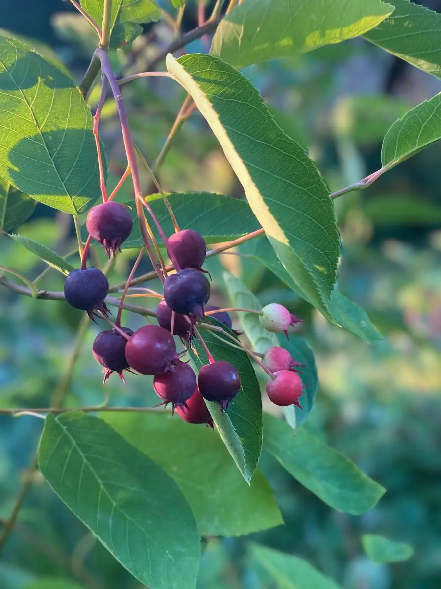 Amelanchier Lamarckii