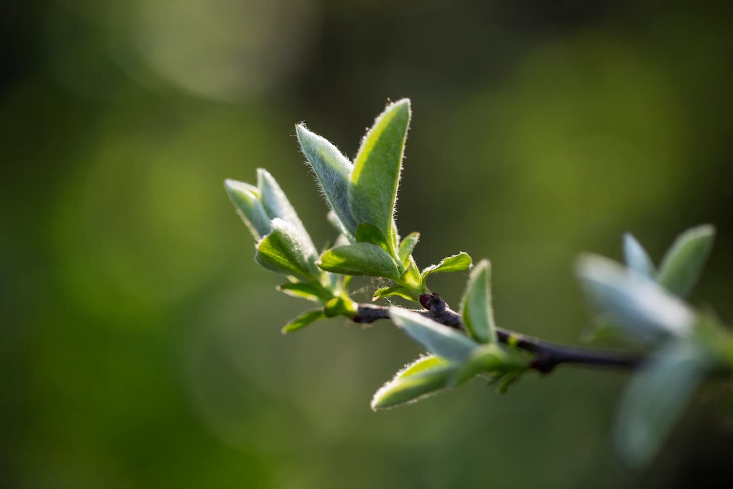 Bien choisir son arbre fruitier - Gamm vert