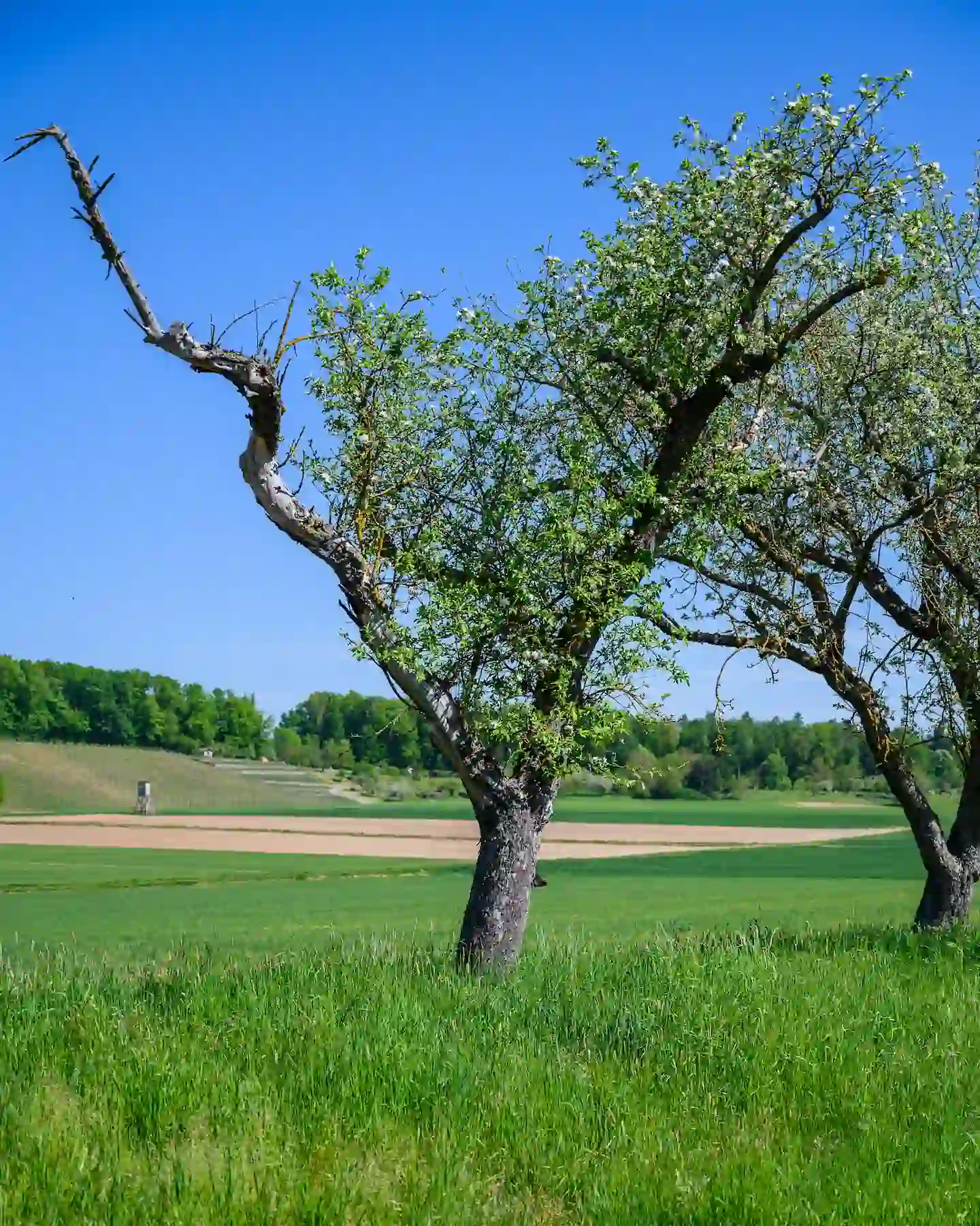 Arbre en phase de sénescence