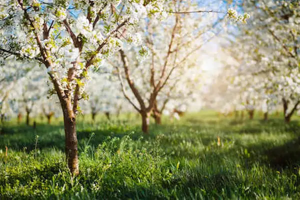 arbres fruitiers qui poussent vite