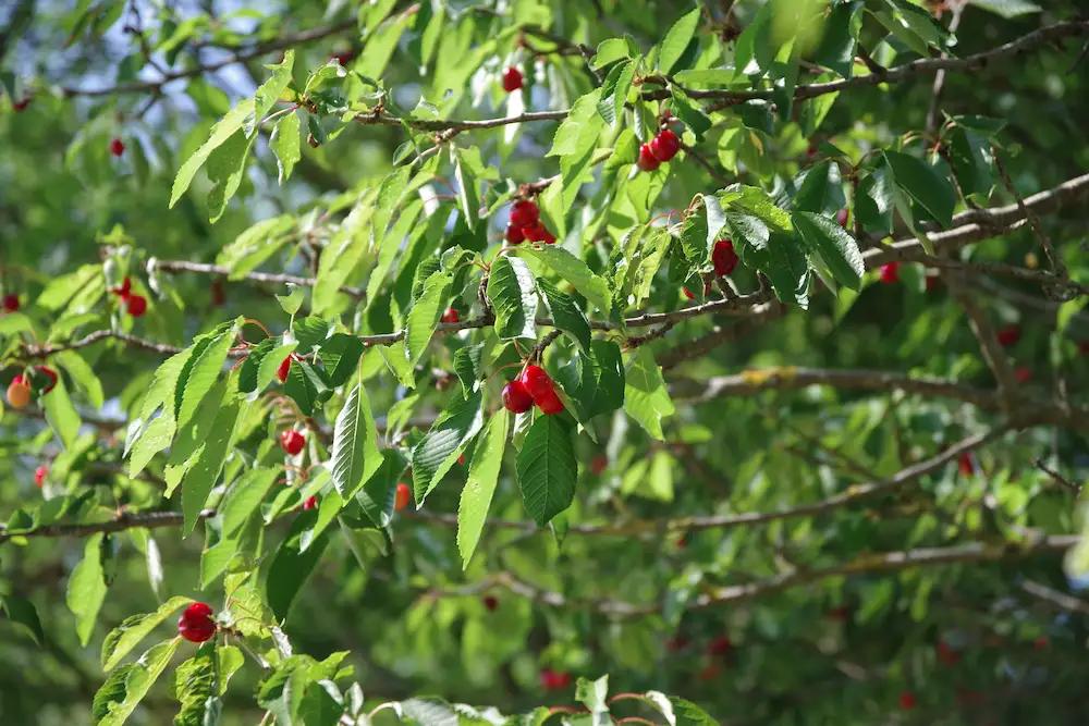 Cerises Burlat