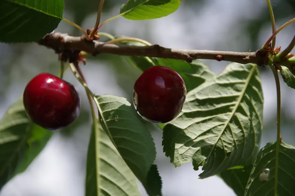 Cerises Géant d'Hedelfingen