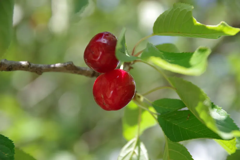 Cerises