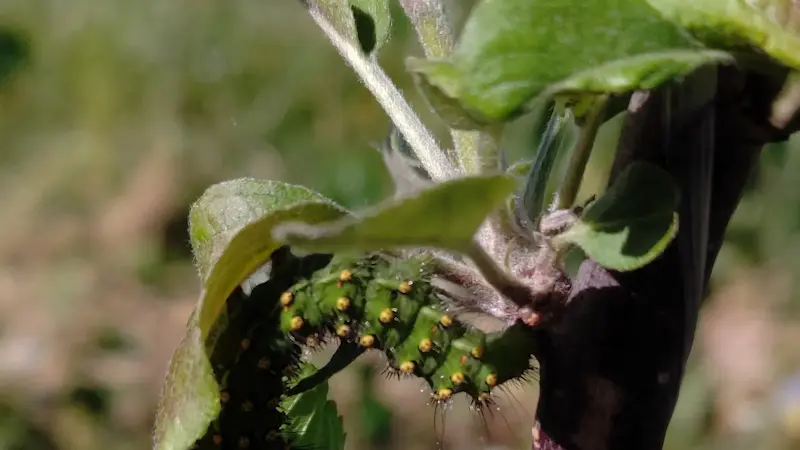 chenille sur un pommier