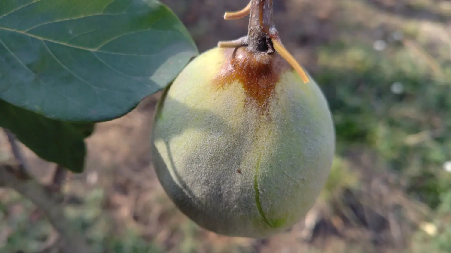 Coings de la variété Champion