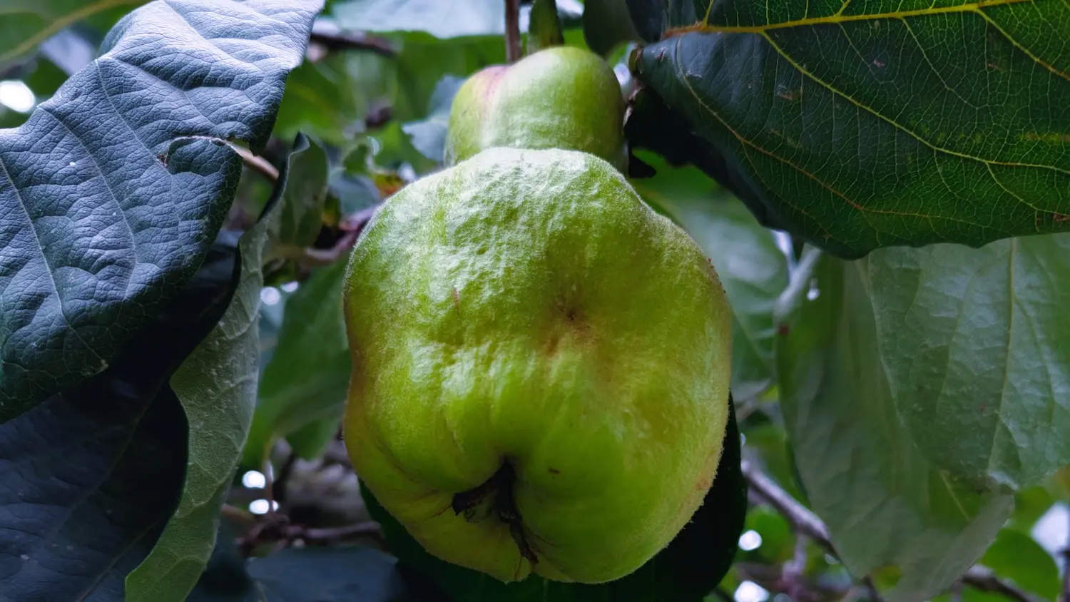 Gros coing Géant de Vranja