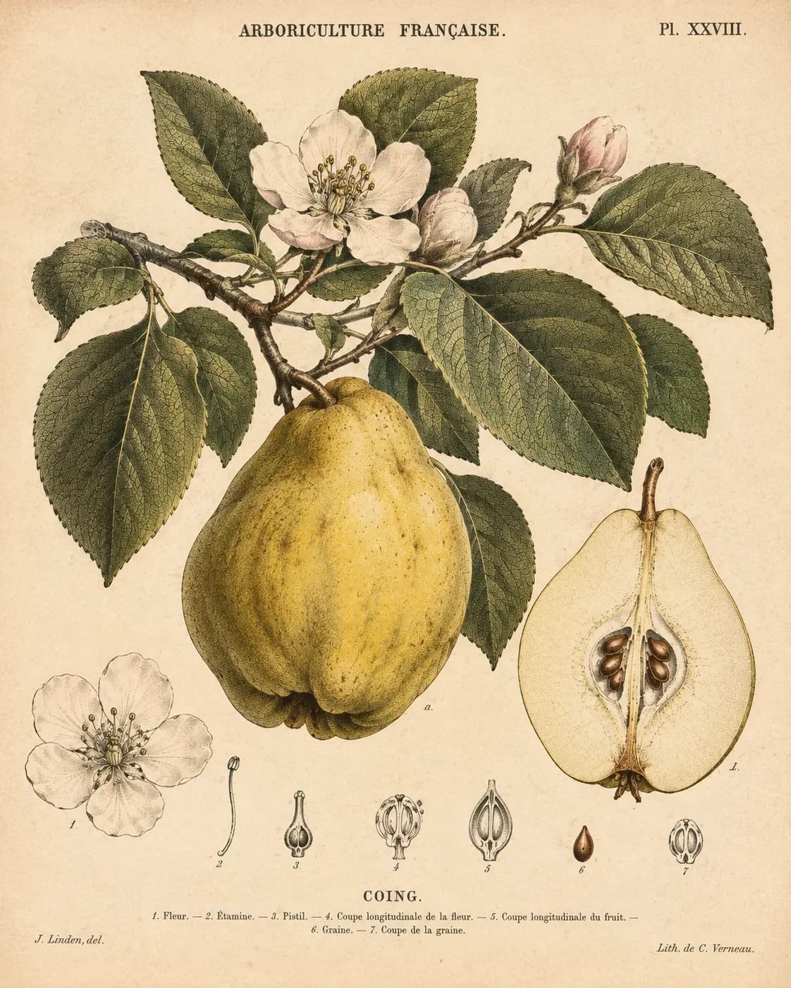 Illustration botanique du cognassier : fleurs, feuilles et coing en coupe