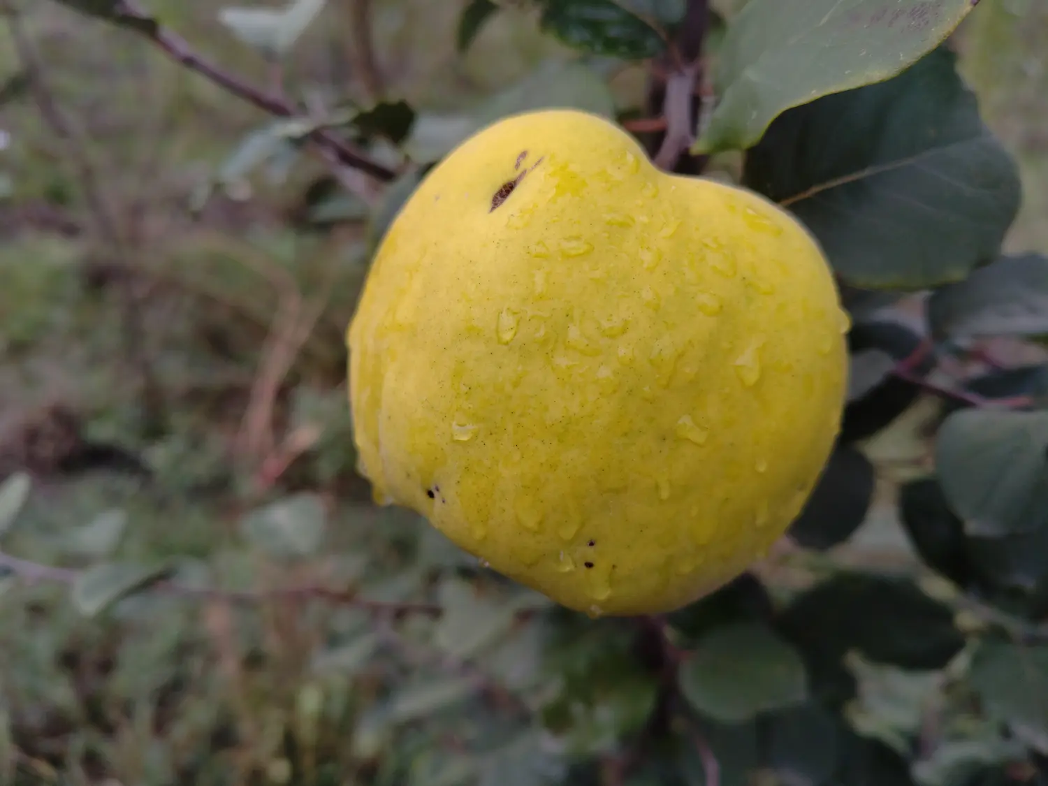 Coing Uspech, variété précoce