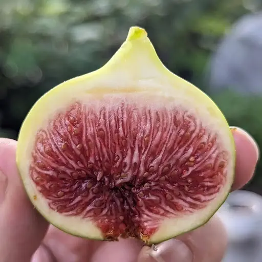 Figue Blanche (Desert King) coupée