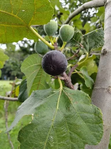 Negronne, une des figues résistantes au froid