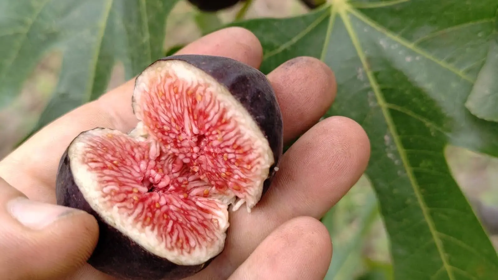 Figue Ronde de Bordeaux coupée