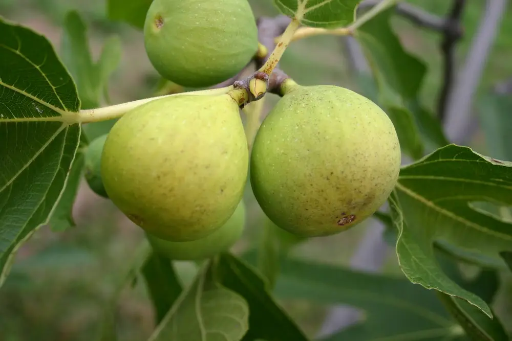 Figue Tena sur l'arbre