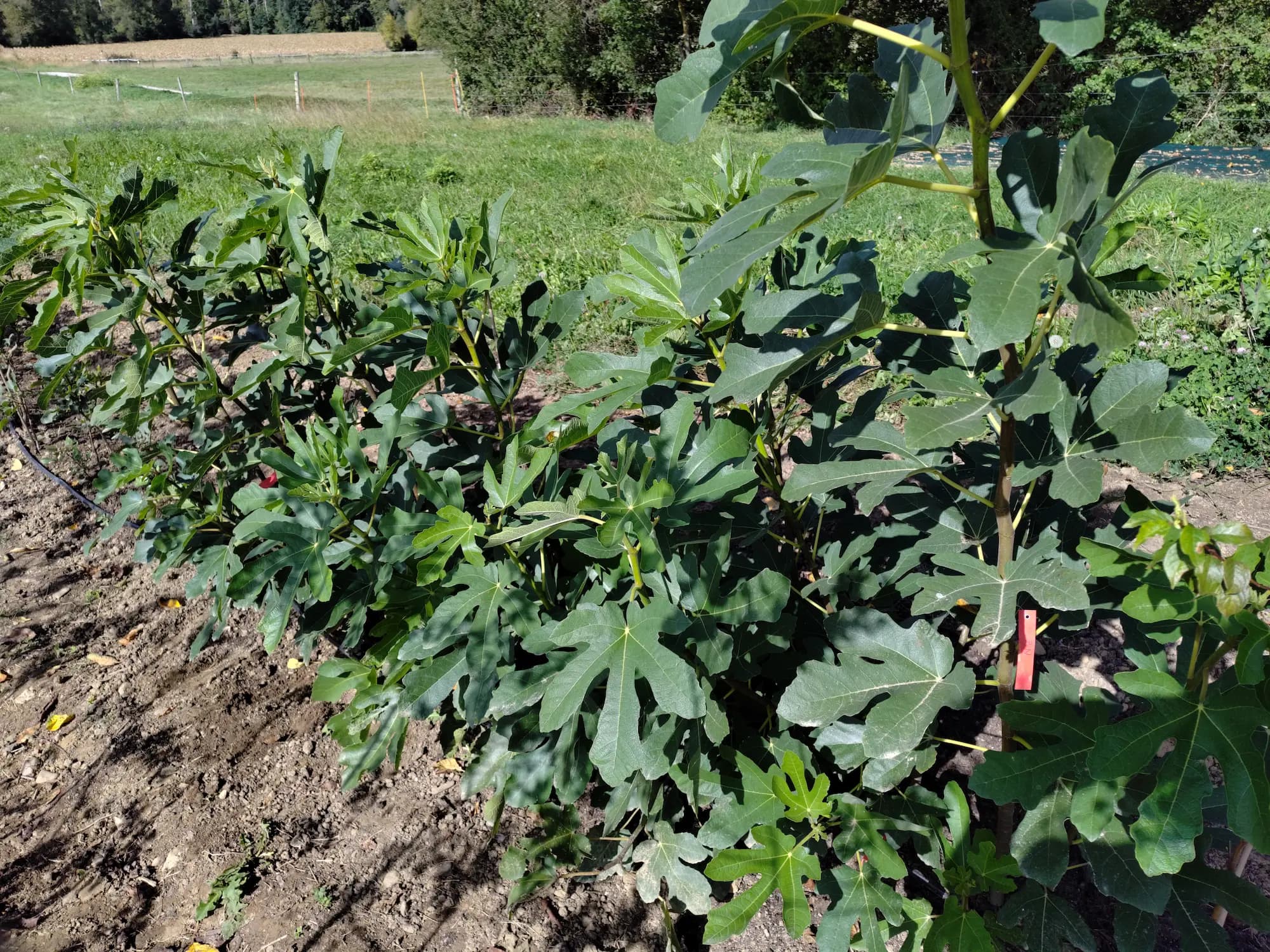 Figuiers dans la pépinière Au Coin du Fruit