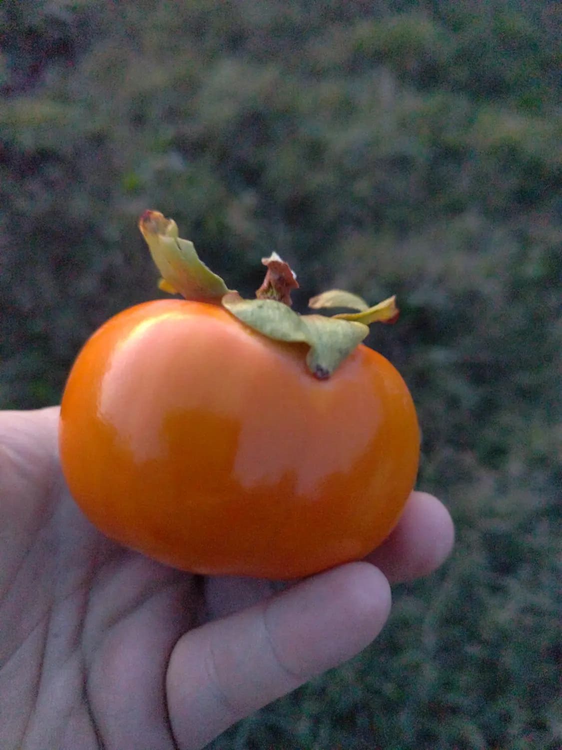 Kaki pomme Fuyu