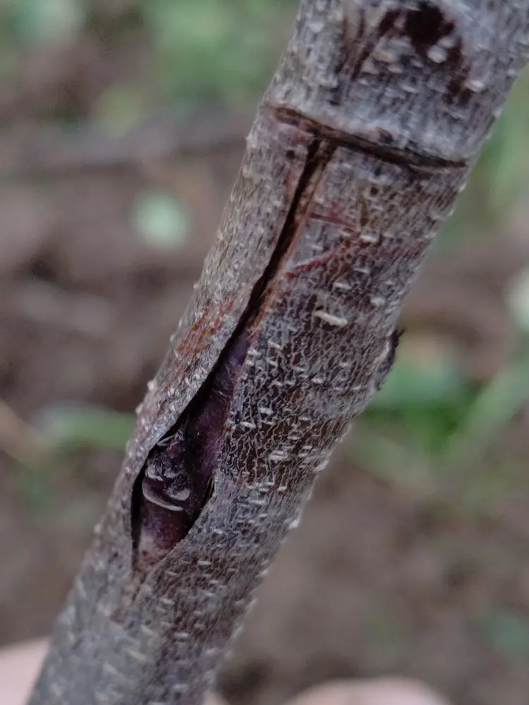 Arbre fruitier greffé en écusson à la pépinière