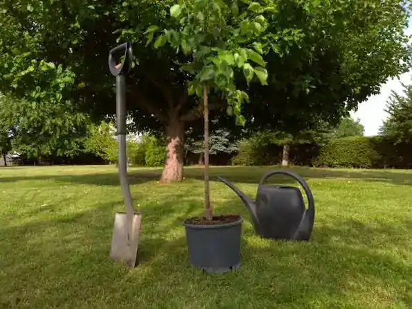 Verger : réussir la plantation d'un arbre fruitier