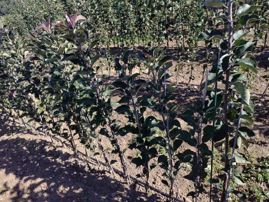Pommiers cultivés en pleine terre à la pépinière