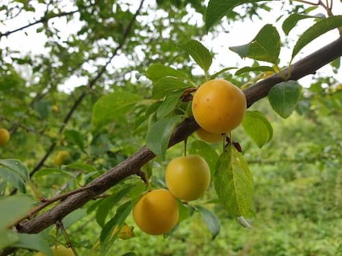 Prunes Mirabelle de Lorraine