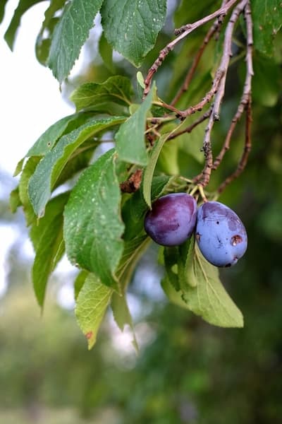 Prunes Quetsche d'Alsace