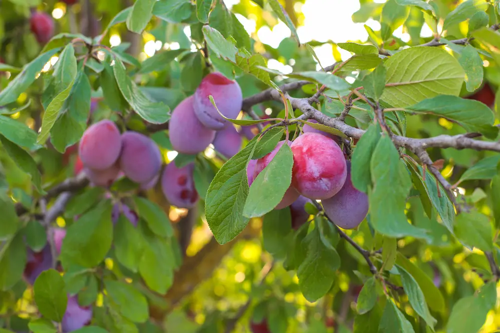 Prunes Santa Rosa