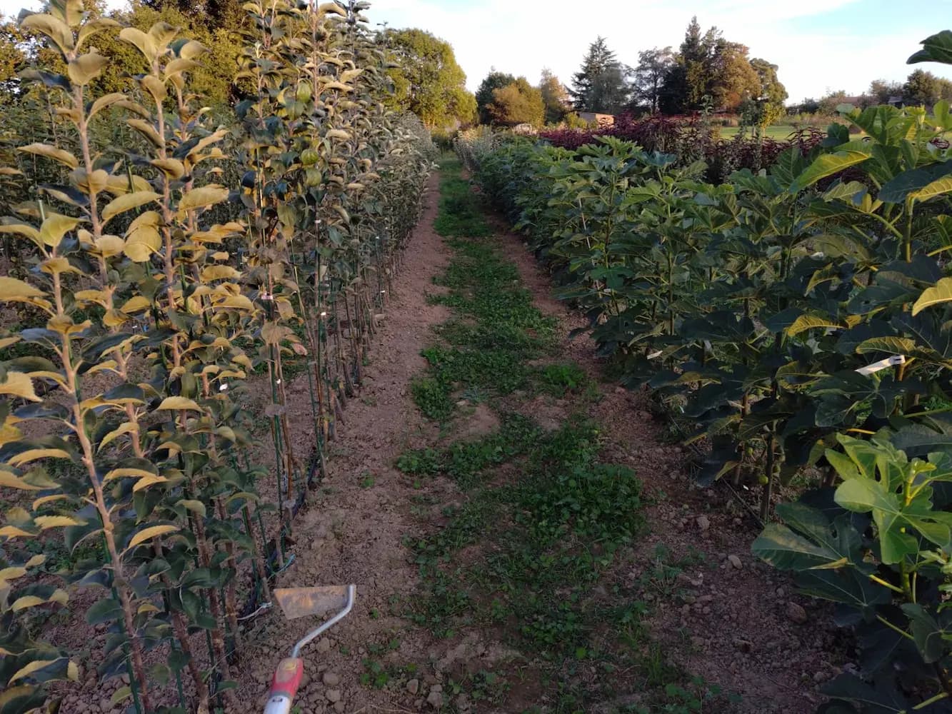 Rangs de scions d'arbres fruitiers cultivés en pleine terre à la pépinière