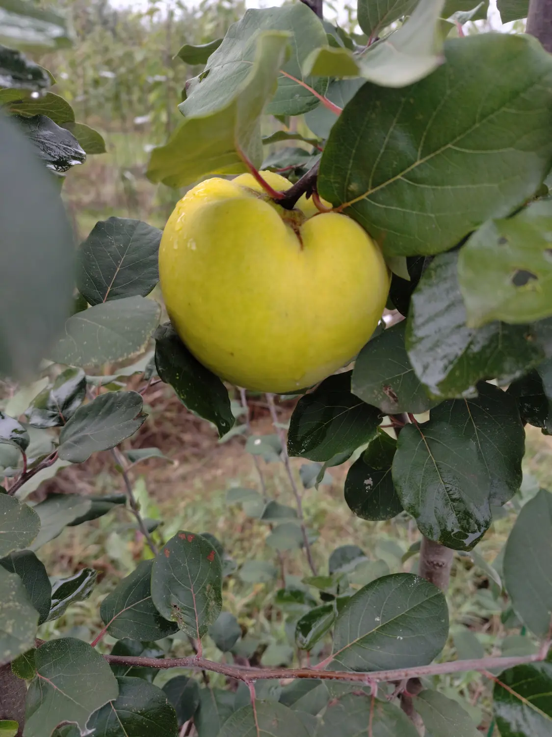 Coing jaune et ferme sur son arbre avant la récolte