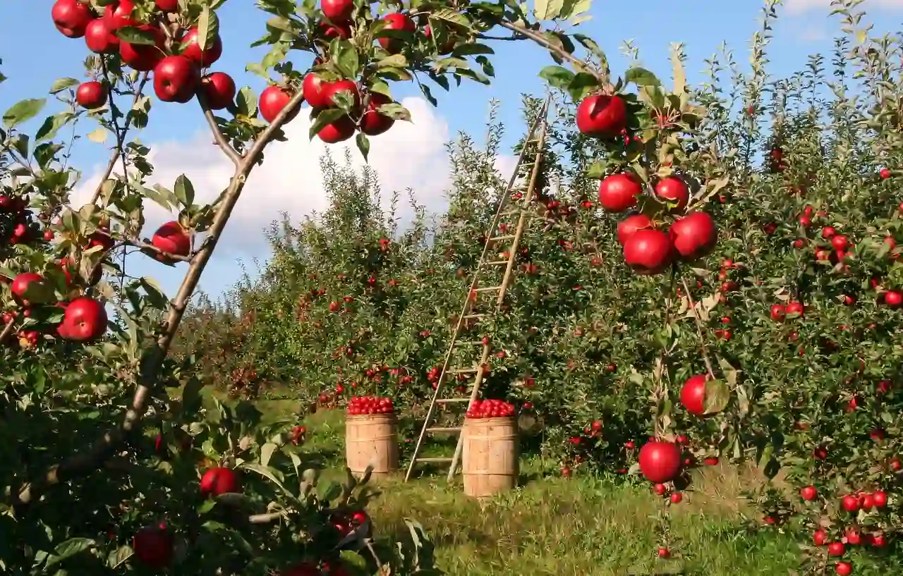 Récolte de fruits