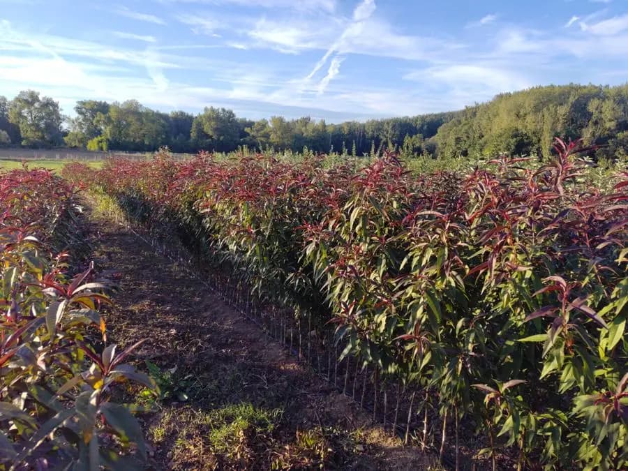 Scions d’arbres fruitiers cultivés en pleine terre à la pépinière
