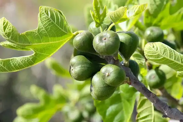 variétés de figuiers