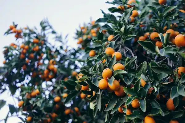 variétés de kumquats