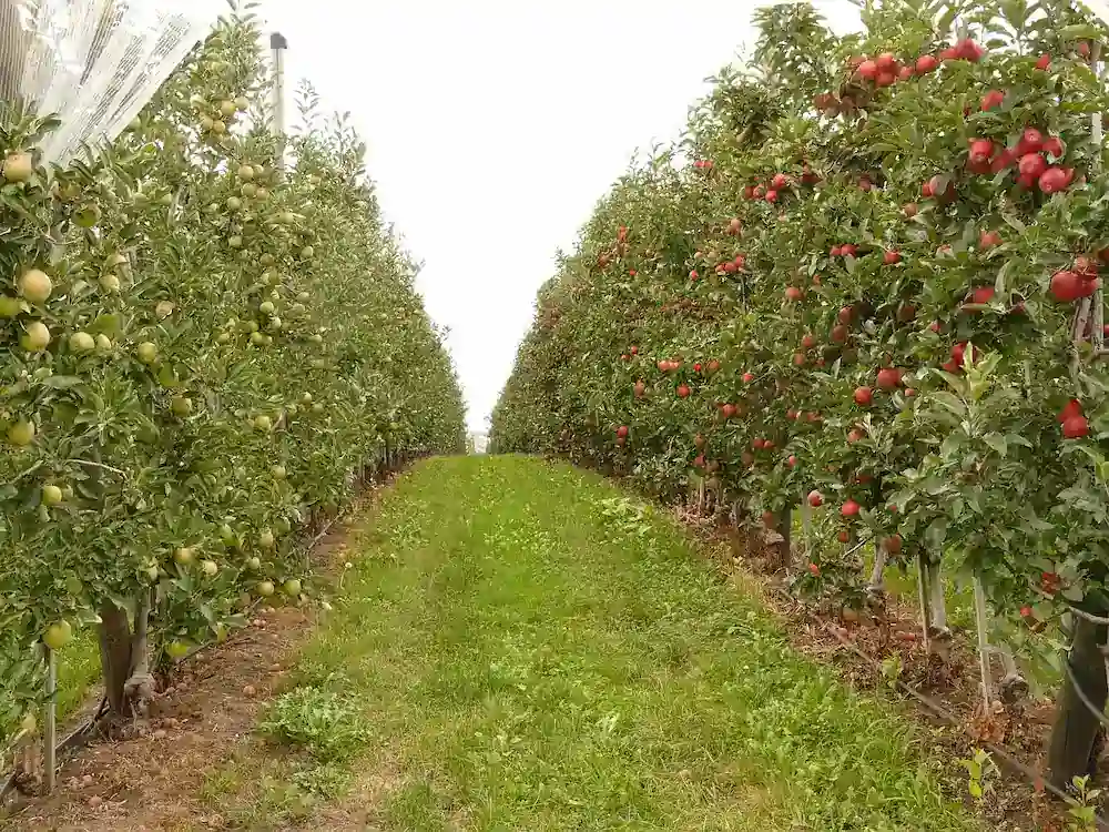 Verger : réussir la plantation d'un arbre fruitier