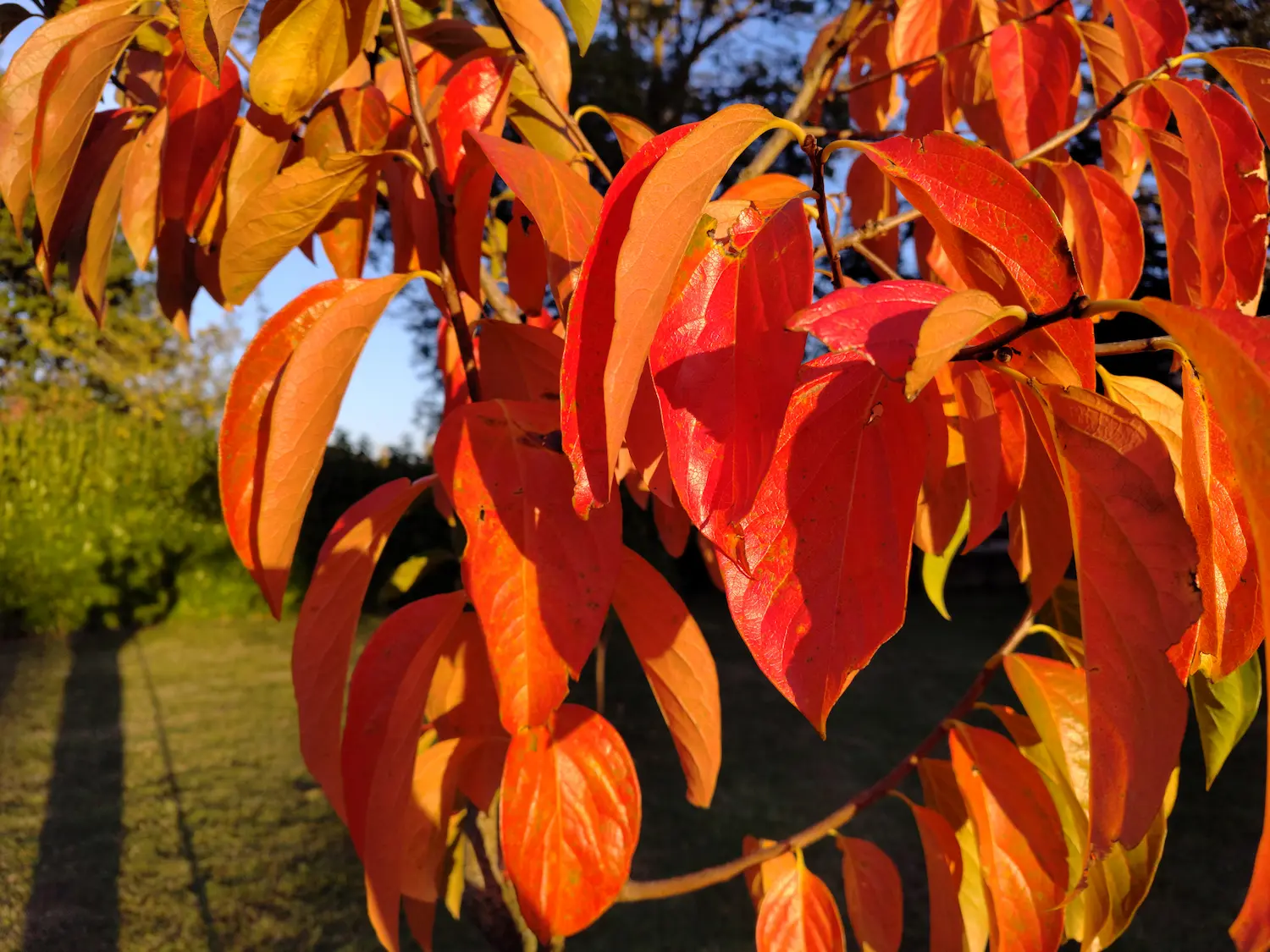 Feuilles de kaki pomme Fuyu