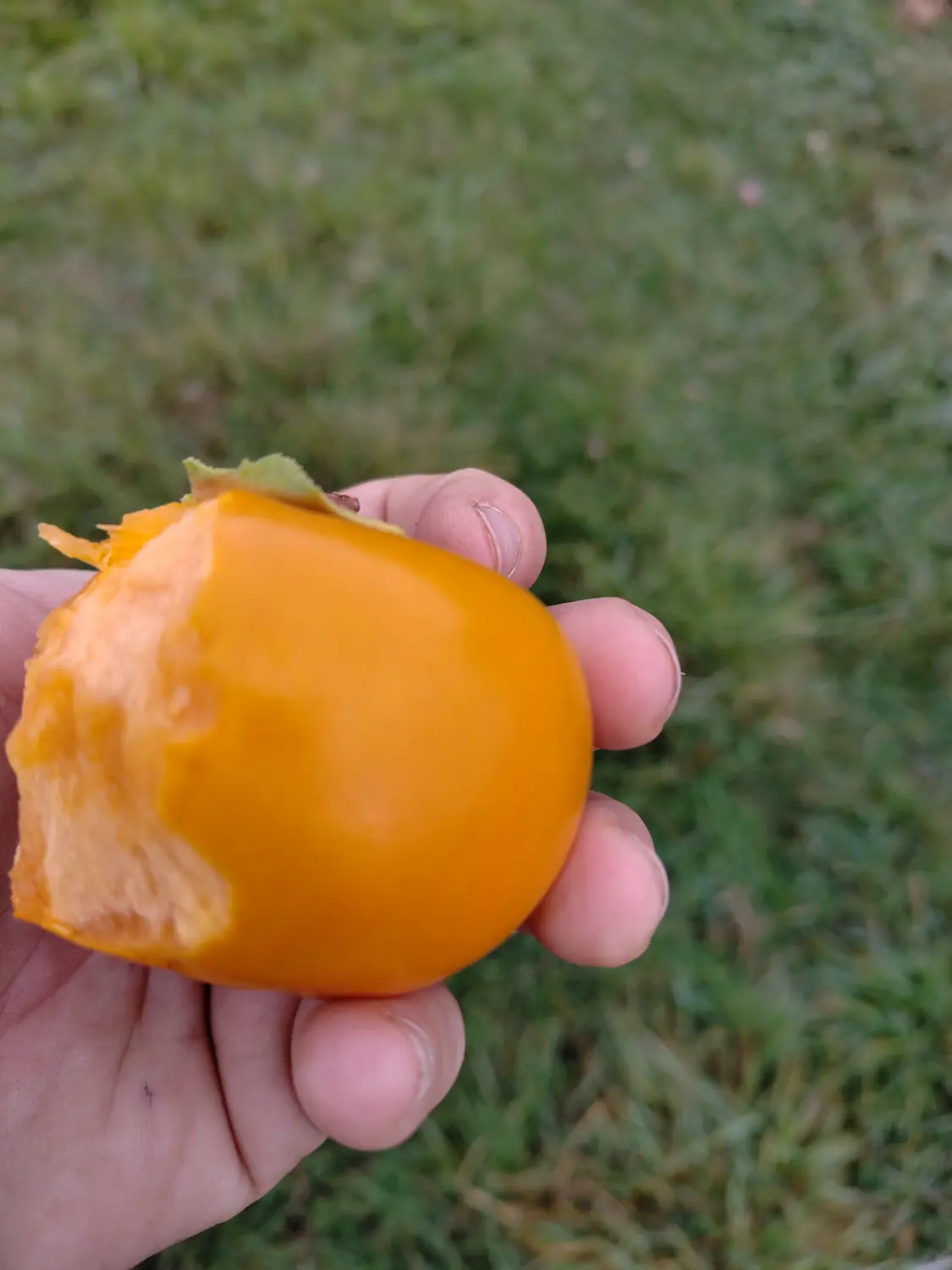 Kaki pomme Fuyu coupé en quartiers