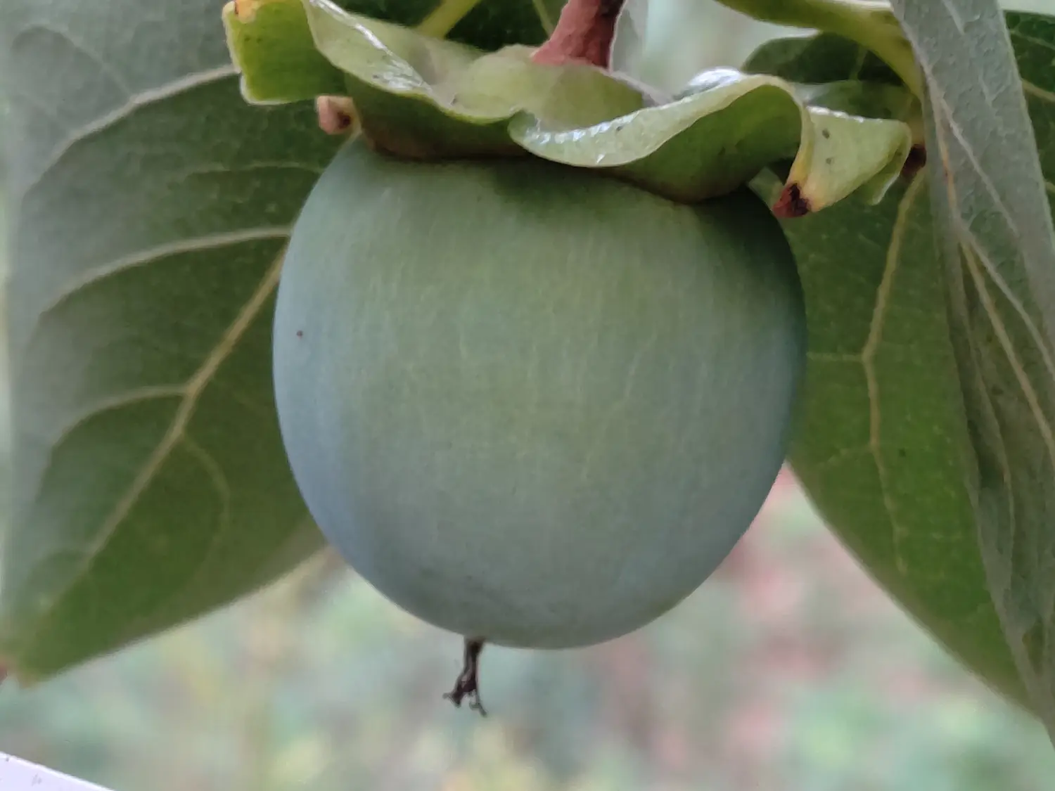 Kaki sur l'arbre
