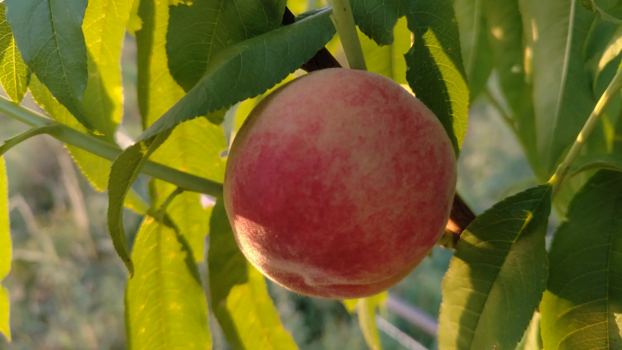 Pêche Roussane Royale